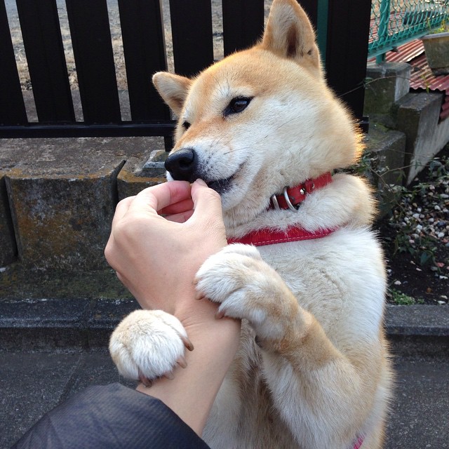 乐鱼体育官网下载-竞技未完:世俱杯四强球队赛前动态分析,世俱杯新规则